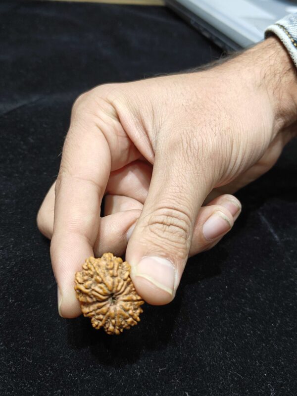 12 Mukhi/Face Natural Original Lab Certified Rudraksha - Image 3
