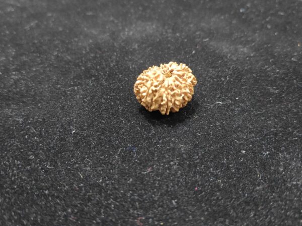13 Mukhi/Face Natural Original Lab Certified Rudraksha - Image 2