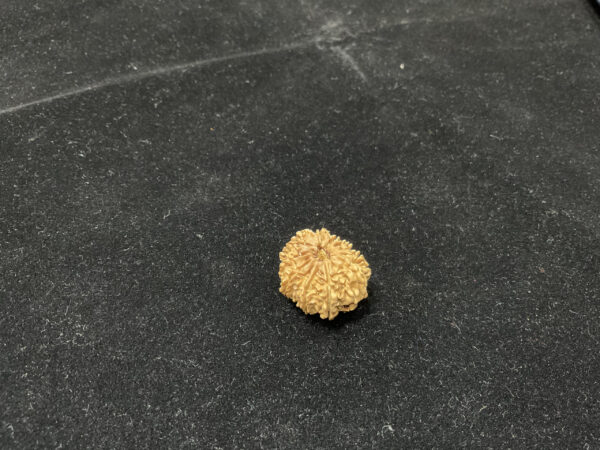 13 Mukhi/Face Natural Original Lab Certified Rudraksha