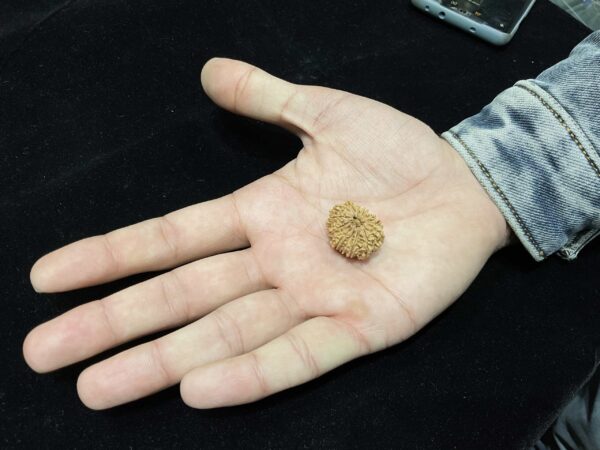 13 Mukhi/Face Natural Original Lab Certified Rudraksha - Image 3