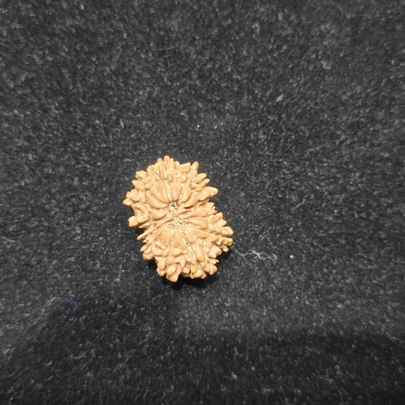 14 Mukhi/Face Natural Original Lab Certified Rudraksha