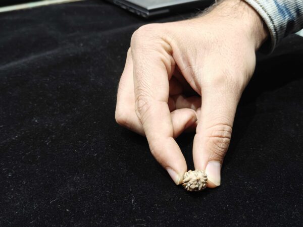 2 Mukhi/Face Natural Original Lab Certified Rudraksha - Image 2