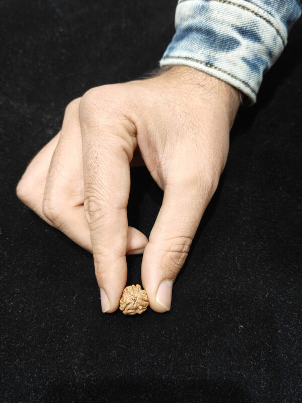 3 Mukhi/Face Natural Original Lab Certified Rudraksha - Image 2