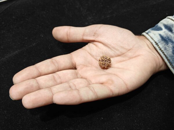 4 Mukhi/Face Natural Original Lab Certified Rudraksha - Image 2