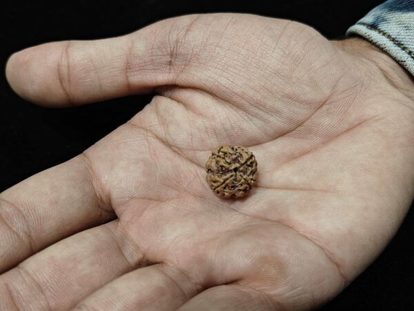 4 Mukhi/Face Natural Original Lab Certified Rudraksha