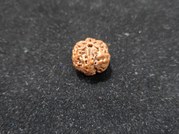 6 Mukhi/Face Natural Original Lab Certified Rudraksha - Image 3
