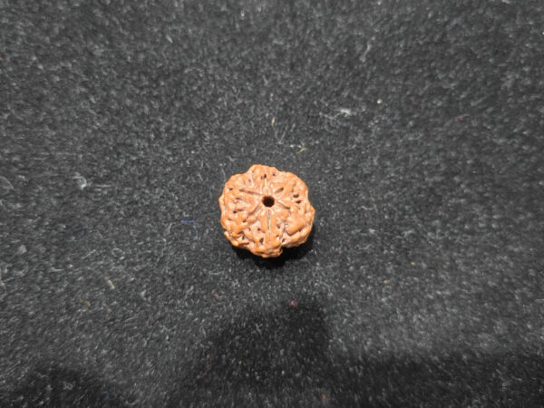 6 Mukhi/Face Natural Original Lab Certified Rudraksha