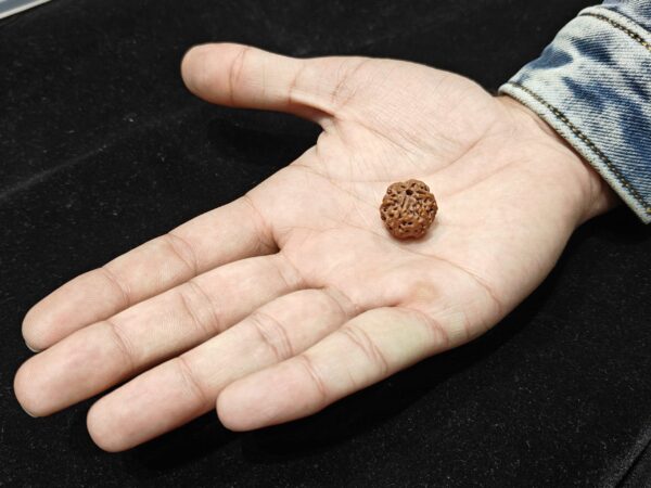 6 Mukhi/Face Natural Original Lab Certified Rudraksha - Image 2