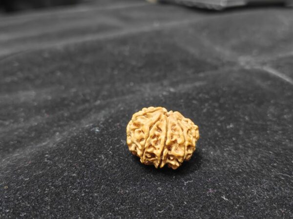 8 Mukhi/Face Natural Original Lab Certified Rudraksha - Image 2