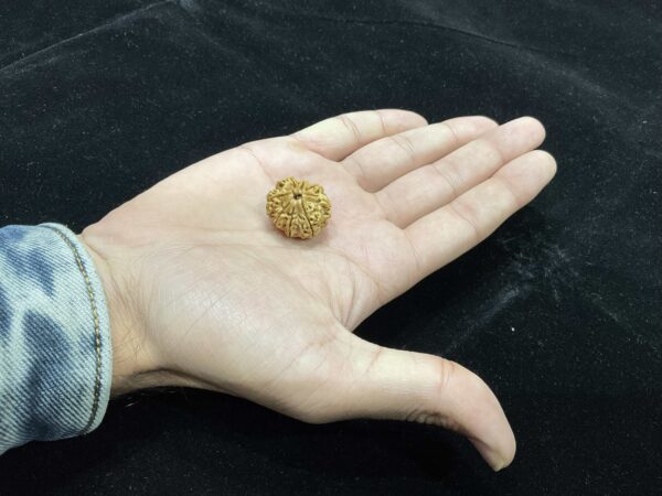8 Mukhi/Face Natural Original Lab Certified Rudraksha