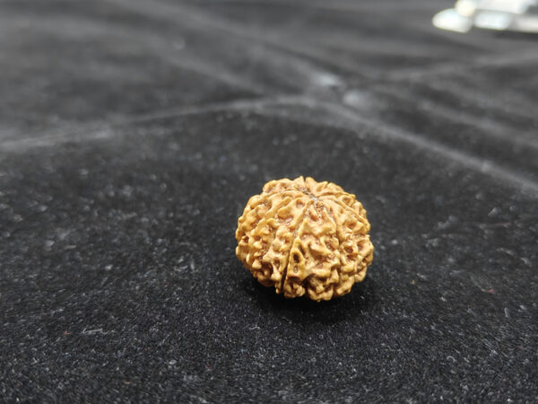 9 Mukhi/Face Natural Original Lab Certified Rudraksha - Image 2