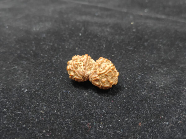Gauri Sankar Natural Original Lab Certified Rudraksha