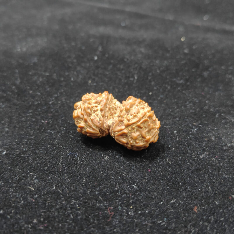 Gauri Sankar Natural Original Lab Certified Rudraksha