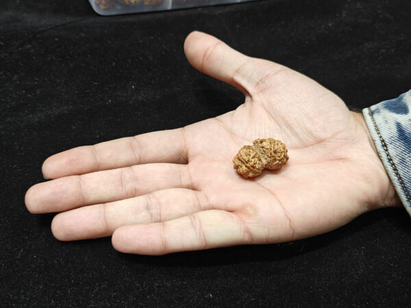 Gauri Sankar Natural Original Lab Certified Rudraksha - Image 2