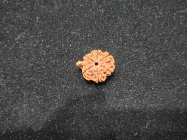 Ganesh Natural Original Lab Certified Rudraksha